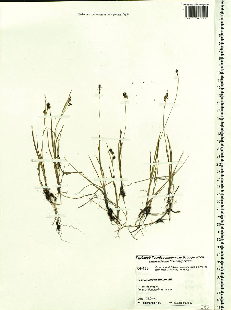 Carex bicolor Bellardi ex All., Siberia, Central Siberia (S3) (Russia)