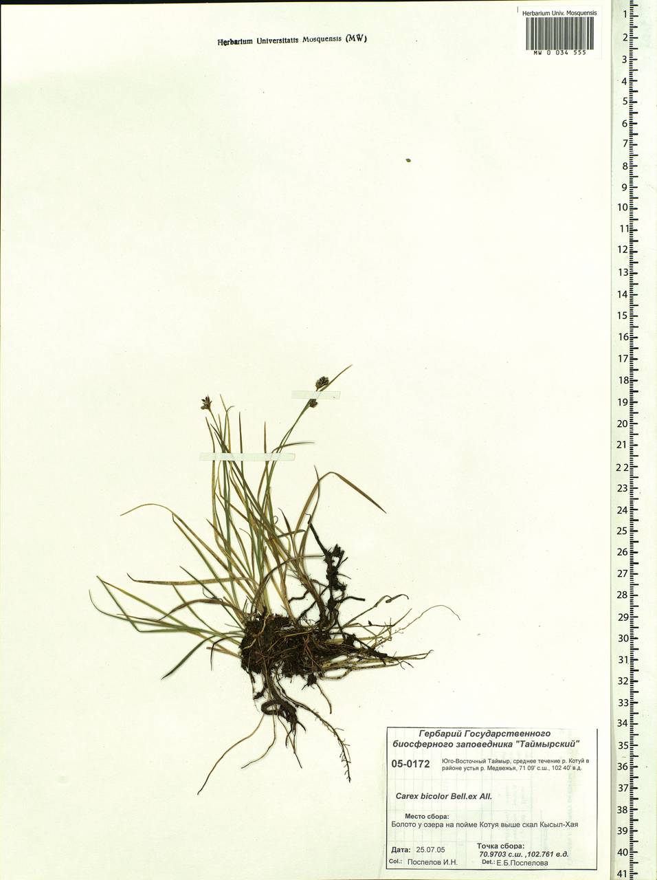 Carex bicolor Bellardi ex All., Siberia, Central Siberia (S3) (Russia)