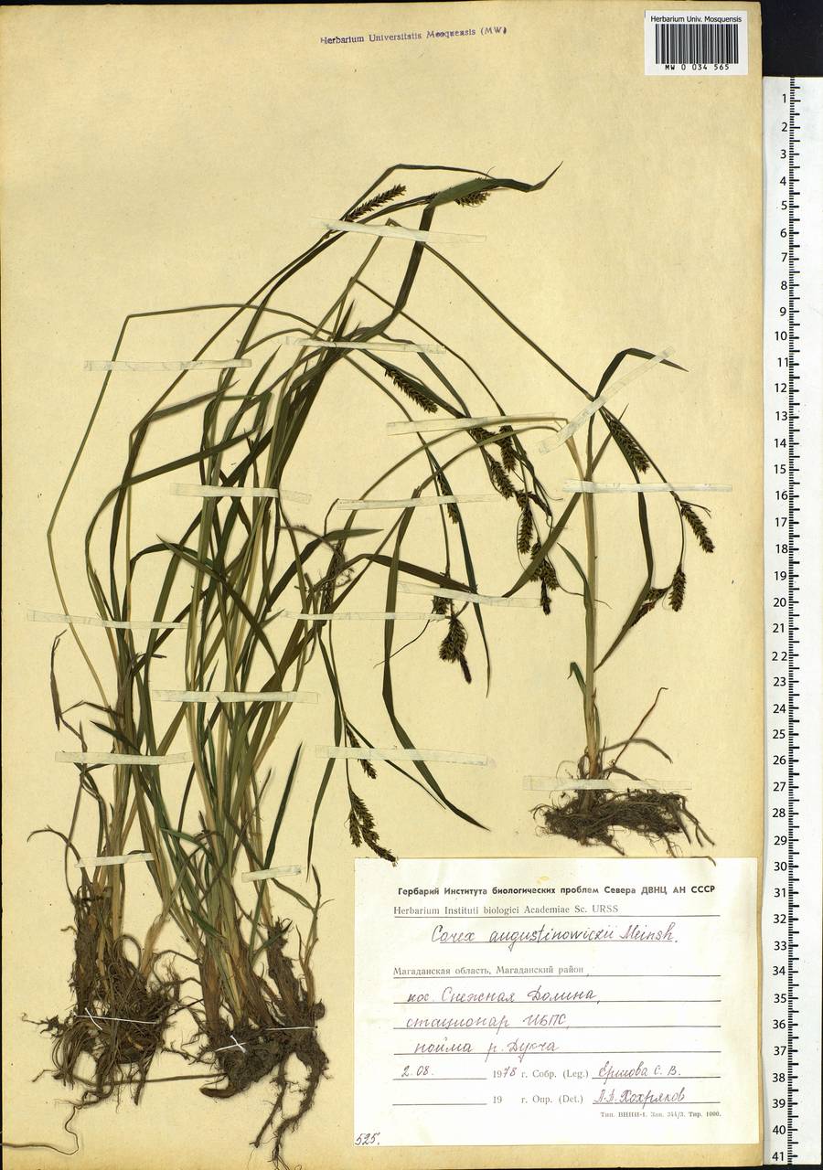 Carex augustinowiczii Meinsh., Siberia, Chukotka & Kamchatka (S7) (Russia)