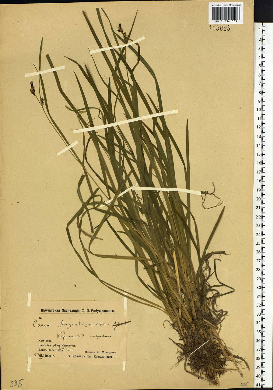 Carex augustinowiczii Meinsh., Siberia, Chukotka & Kamchatka (S7) (Russia)