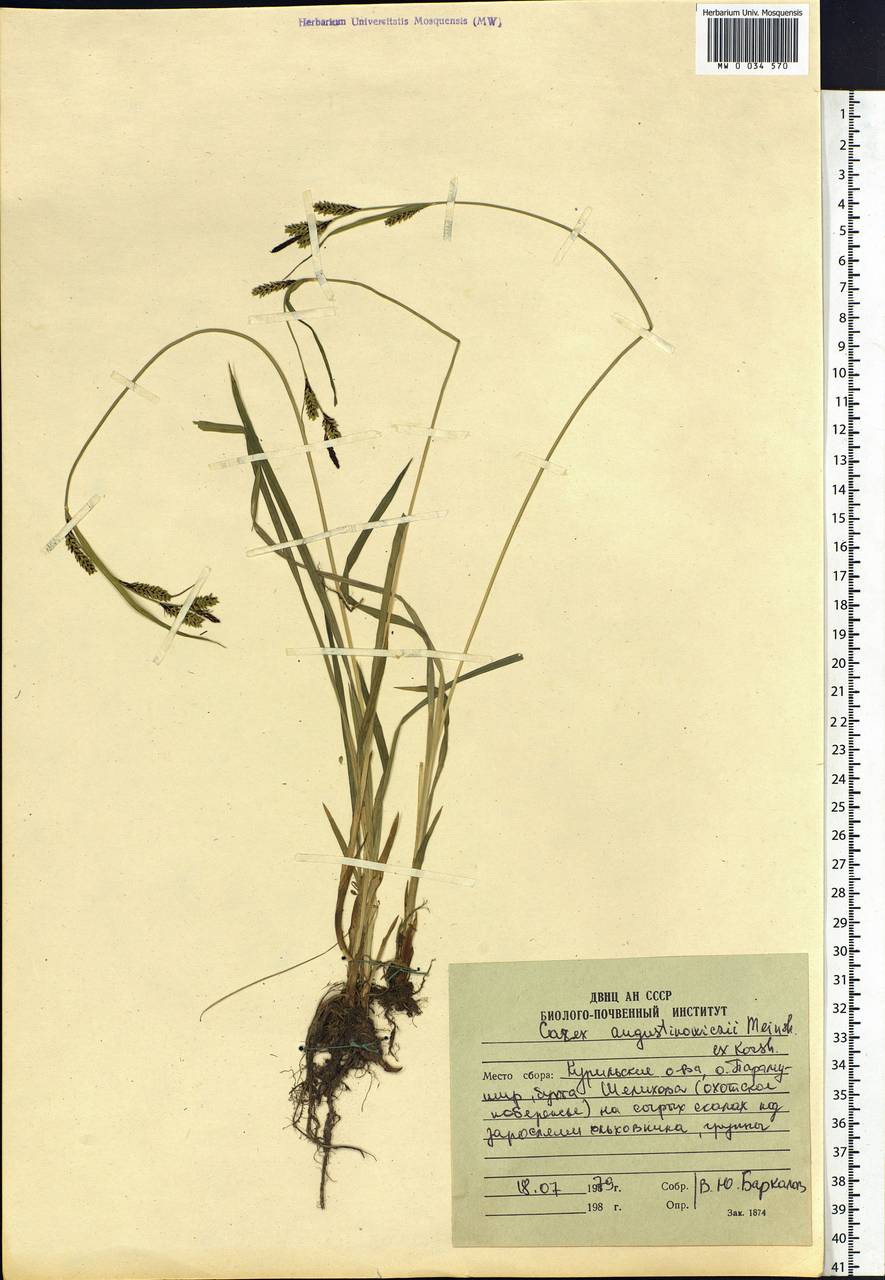 Carex augustinowiczii Meinsh., Siberia, Russian Far East (S6) (Russia)