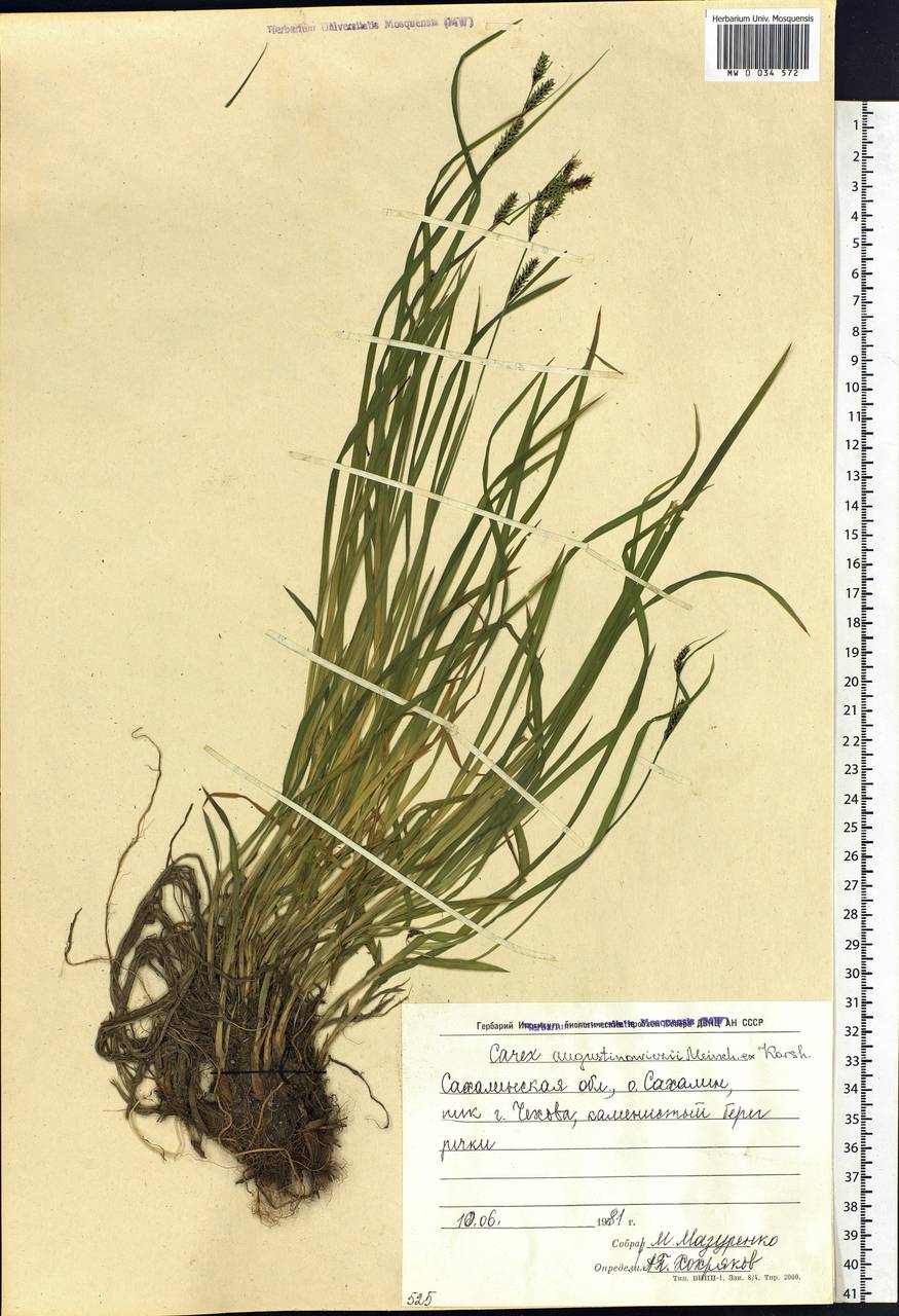 Carex augustinowiczii Meinsh., Siberia, Russian Far East (S6) (Russia)