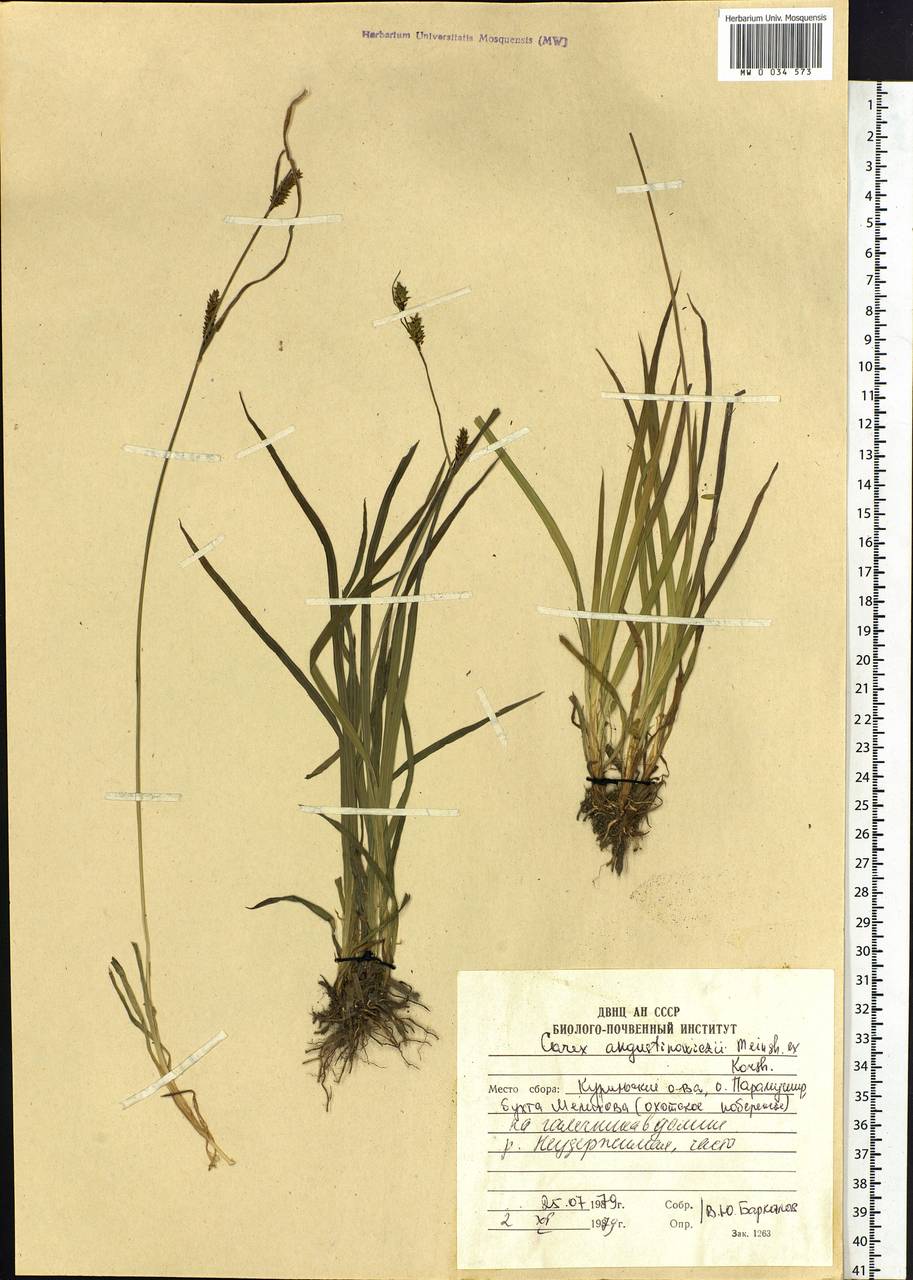Carex augustinowiczii Meinsh., Siberia, Russian Far East (S6) (Russia)