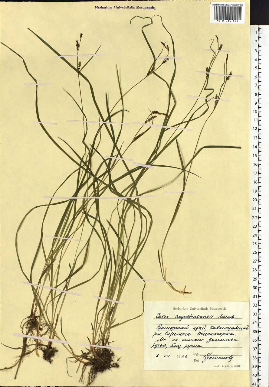 Carex augustinowiczii Meinsh., Siberia, Russian Far East (S6) (Russia)