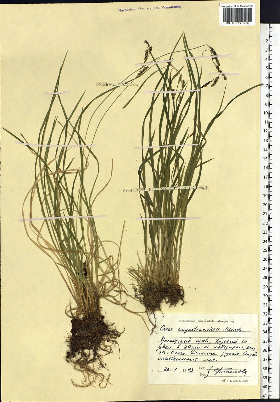 Carex augustinowiczii Meinsh., Siberia, Russian Far East (S6) (Russia)