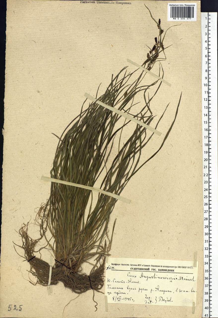Carex augustinowiczii Meinsh., Siberia, Russian Far East (S6) (Russia)