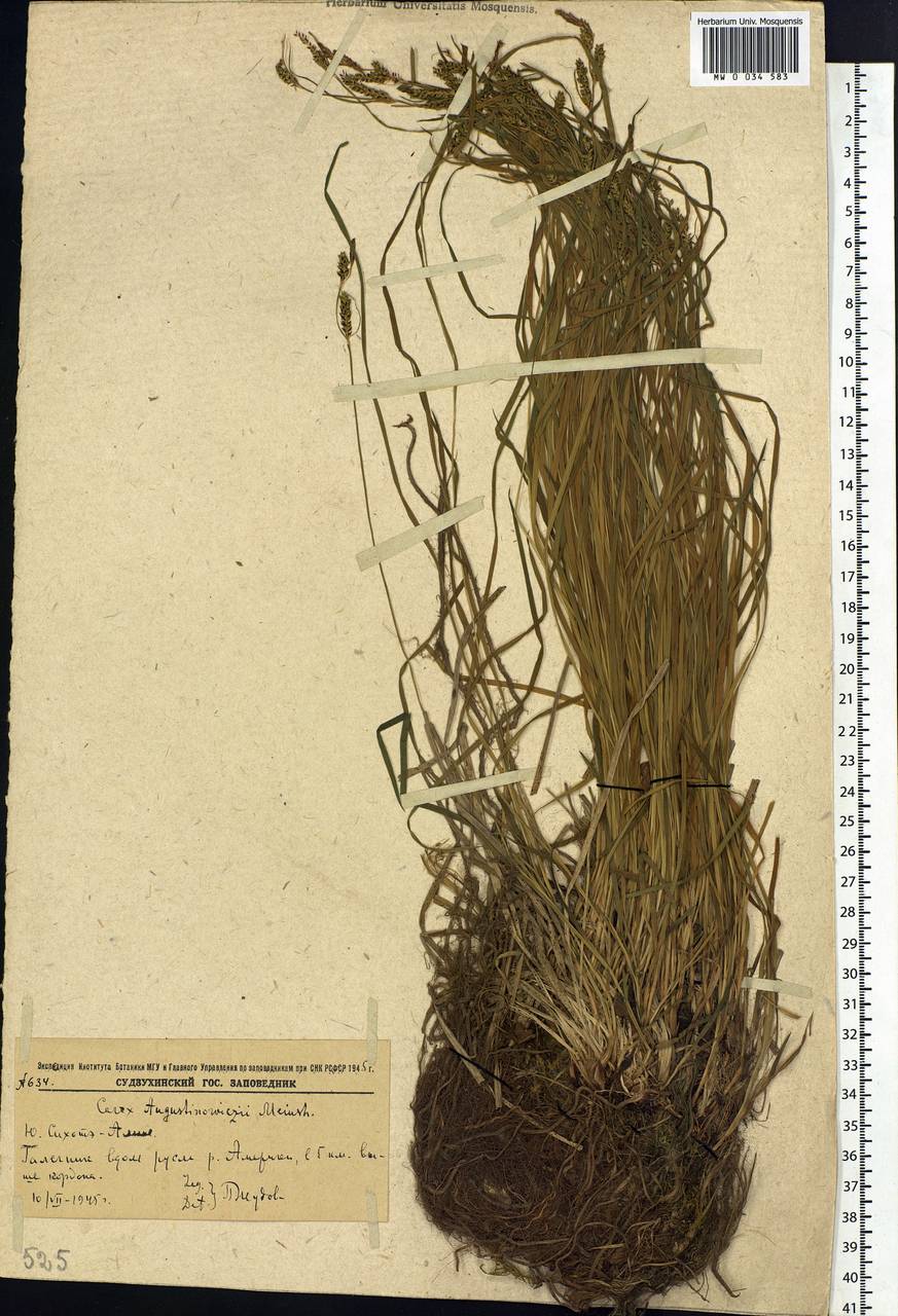 Carex augustinowiczii Meinsh., Siberia, Russian Far East (S6) (Russia)