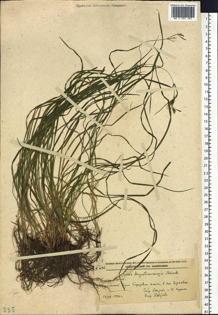 Carex augustinowiczii Meinsh., Siberia, Russian Far East (S6) (Russia)