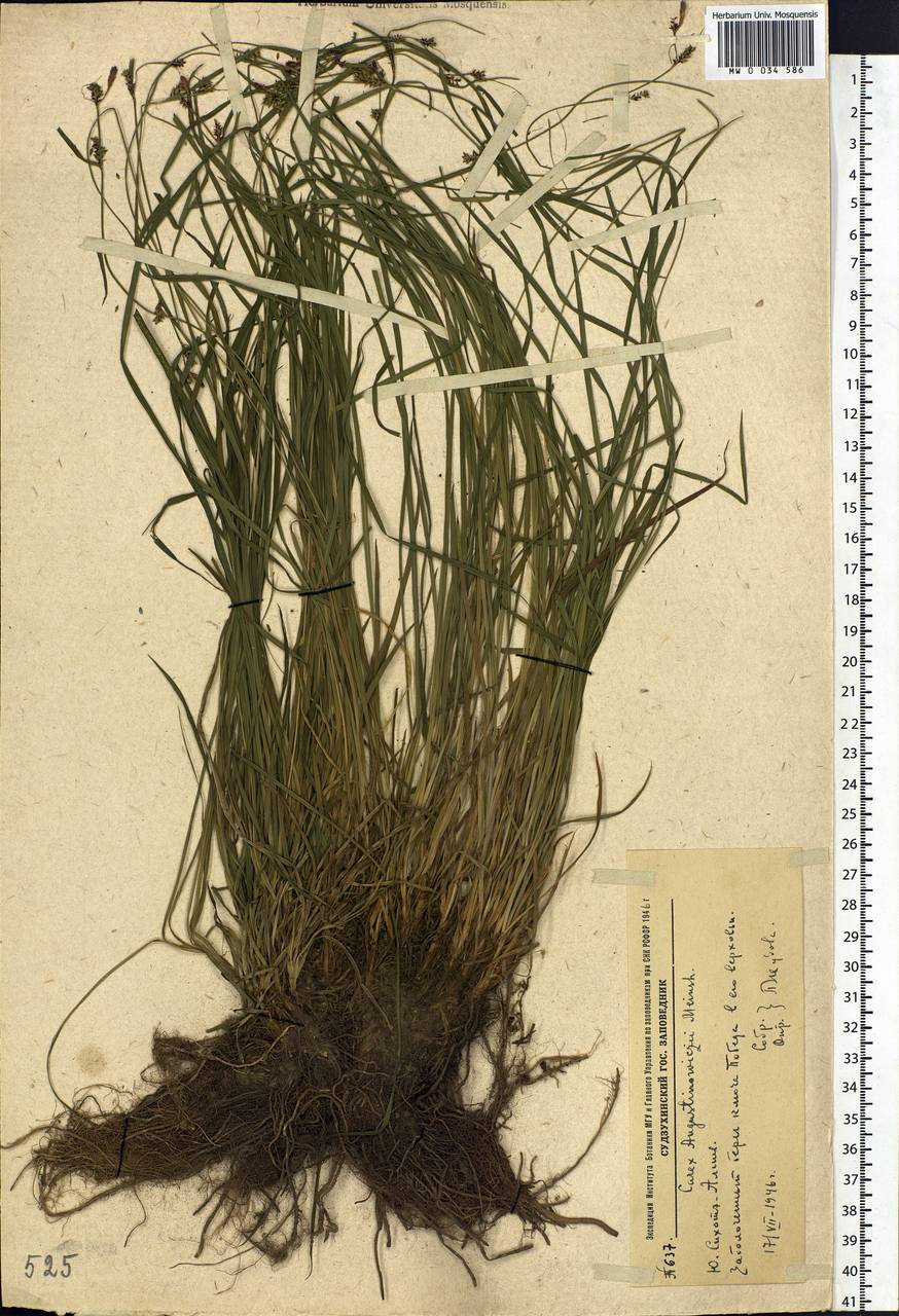 Carex augustinowiczii Meinsh., Siberia, Russian Far East (S6) (Russia)