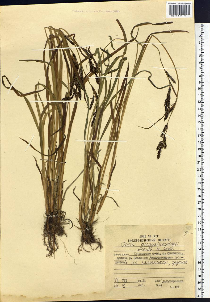 Carex augustinowiczii Meinsh., Siberia, Russian Far East (S6) (Russia)