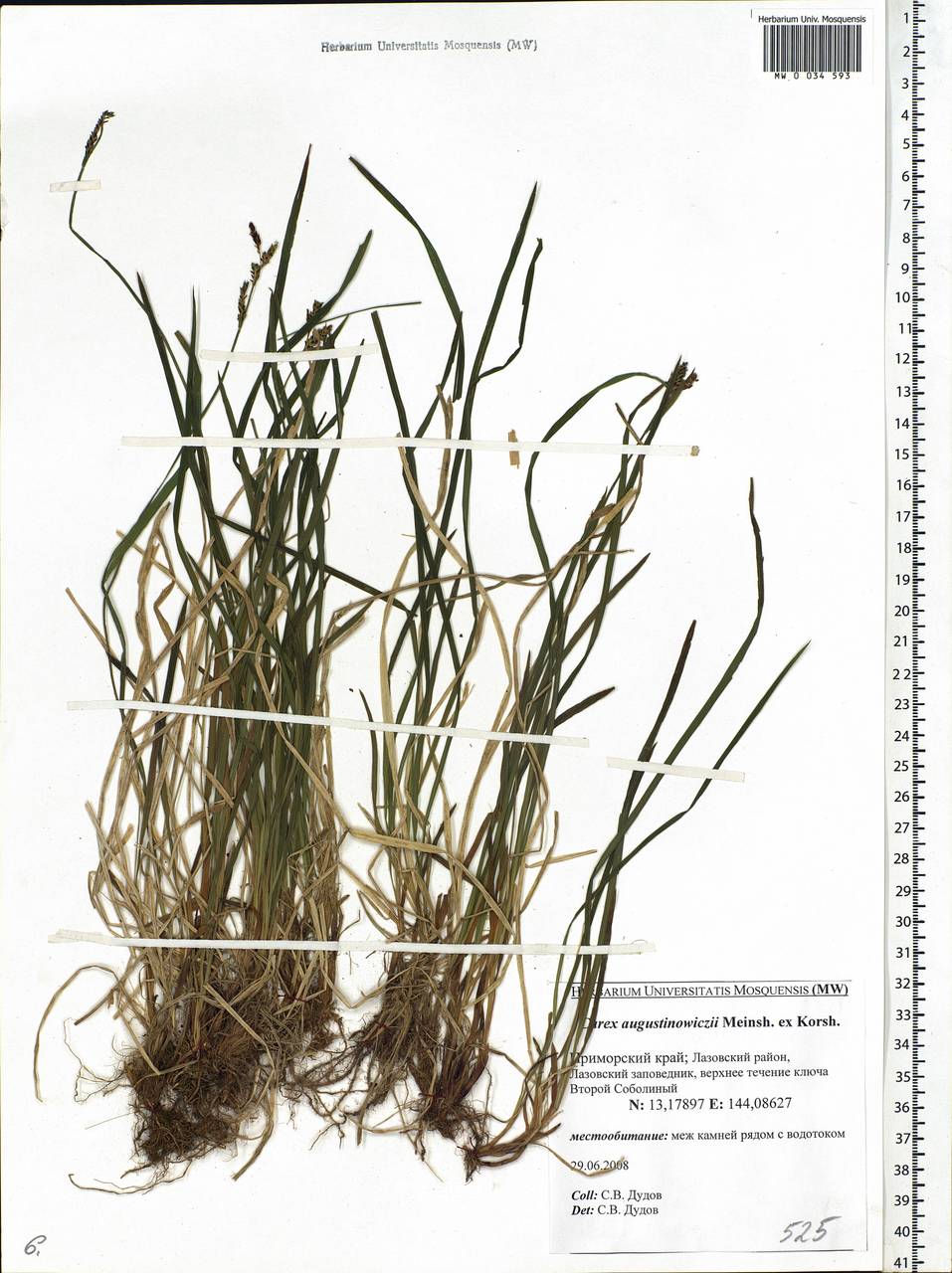 Carex augustinowiczii Meinsh., Siberia, Russian Far East (S6) (Russia)