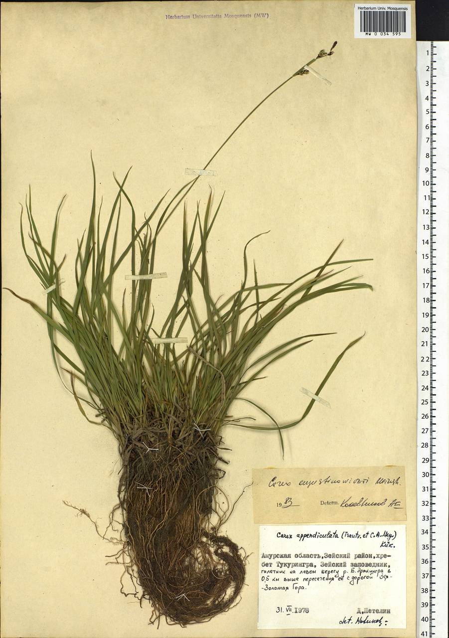 Carex augustinowiczii Meinsh., Siberia, Russian Far East (S6) (Russia)