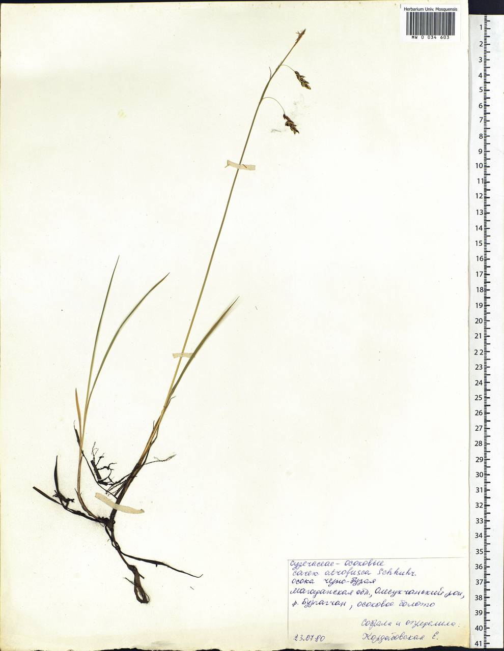 Carex atrofusca Schkuhr, Siberia, Chukotka & Kamchatka (S7) (Russia)