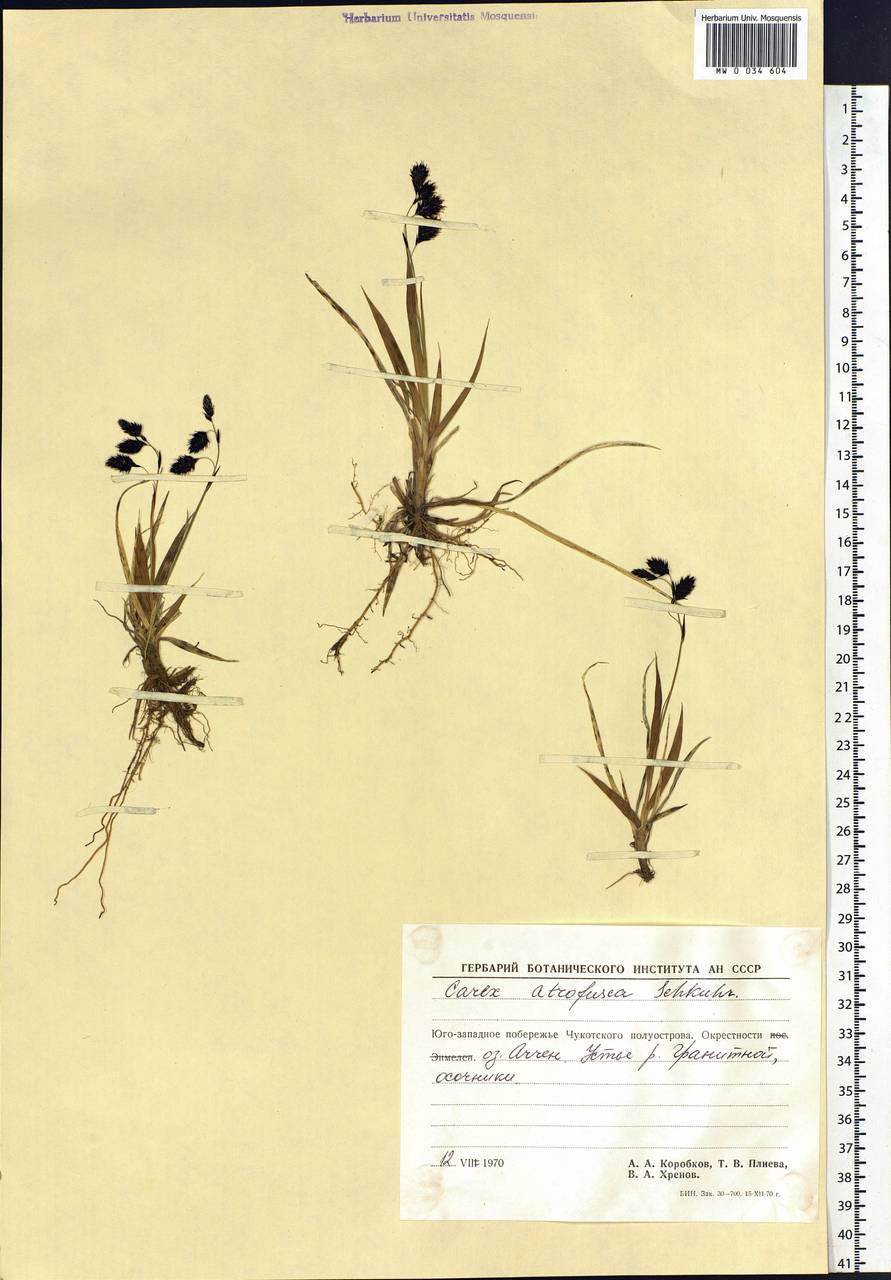 Carex atrofusca Schkuhr, Siberia, Chukotka & Kamchatka (S7) (Russia)