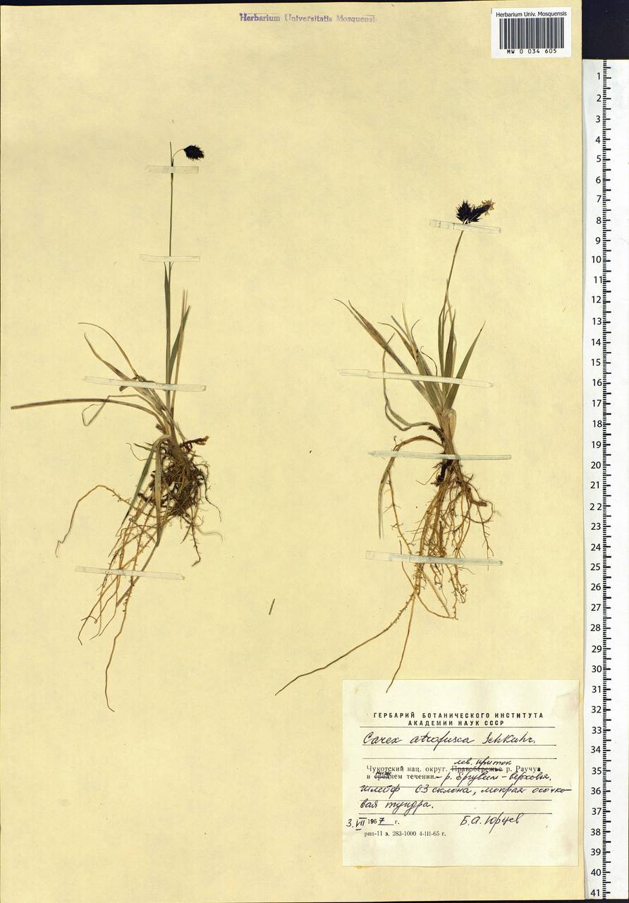 Carex atrofusca Schkuhr, Siberia, Chukotka & Kamchatka (S7) (Russia)