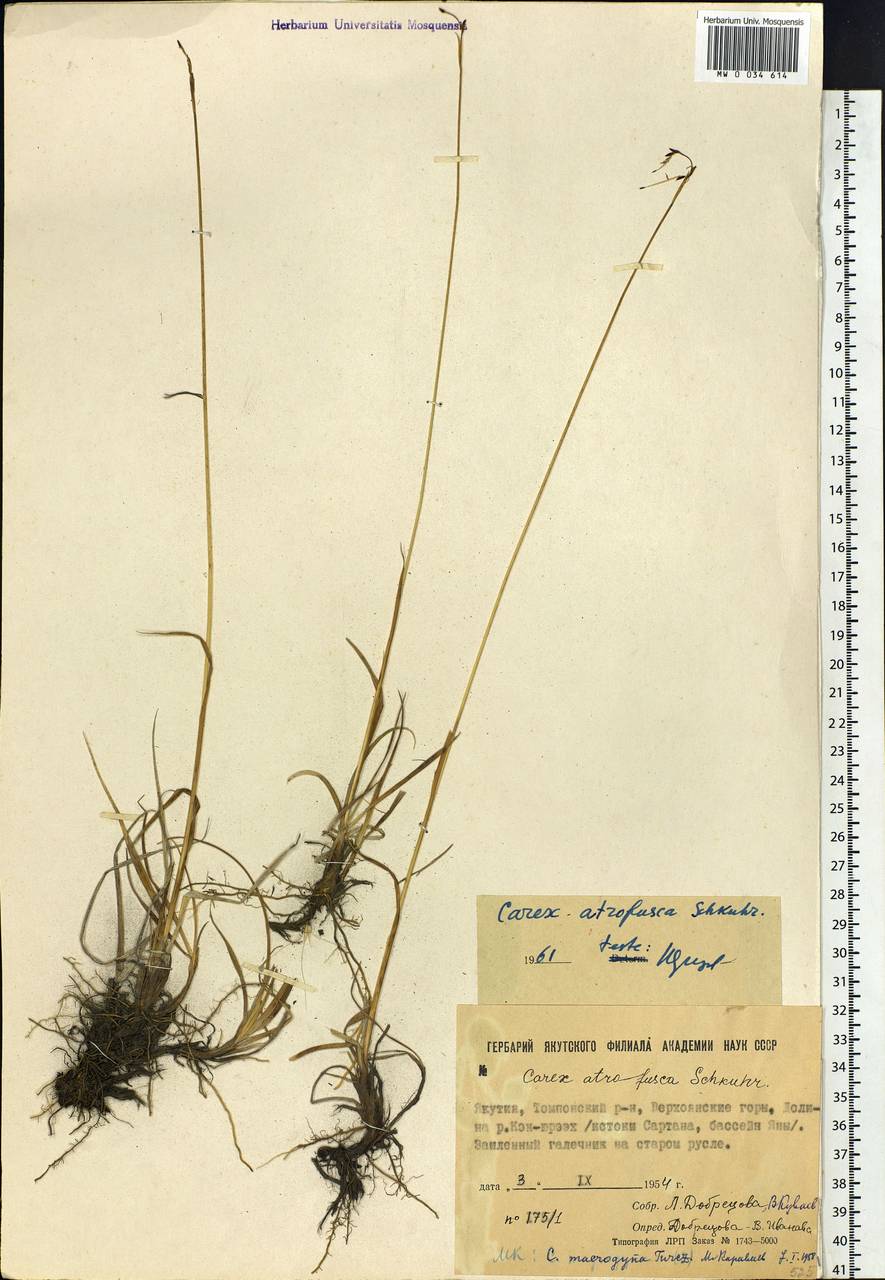 Carex atrofusca Schkuhr, Siberia, Yakutia (S5) (Russia)