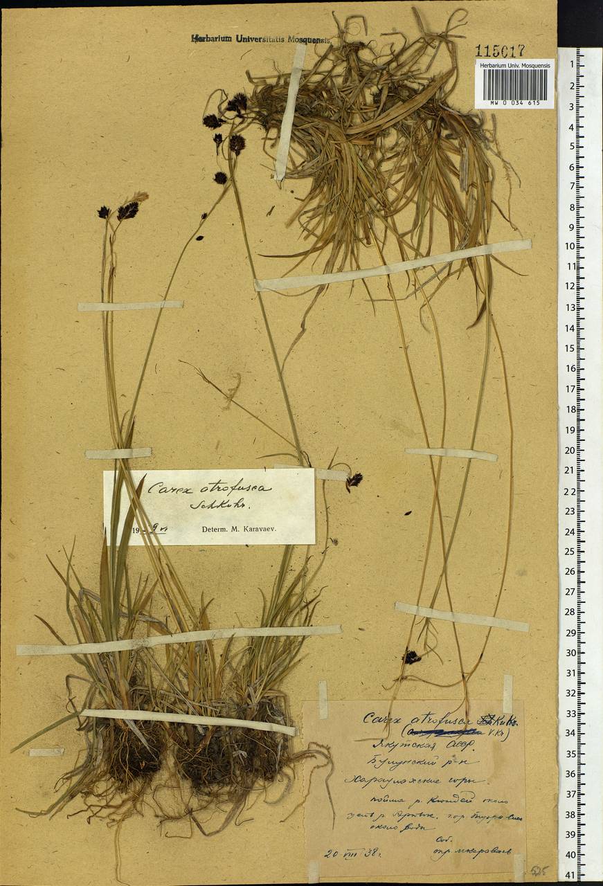 Carex atrofusca Schkuhr, Siberia, Yakutia (S5) (Russia)