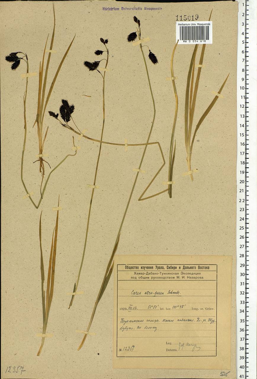 Carex atrofusca Schkuhr, Siberia, Baikal & Transbaikal region (S4) (Russia)