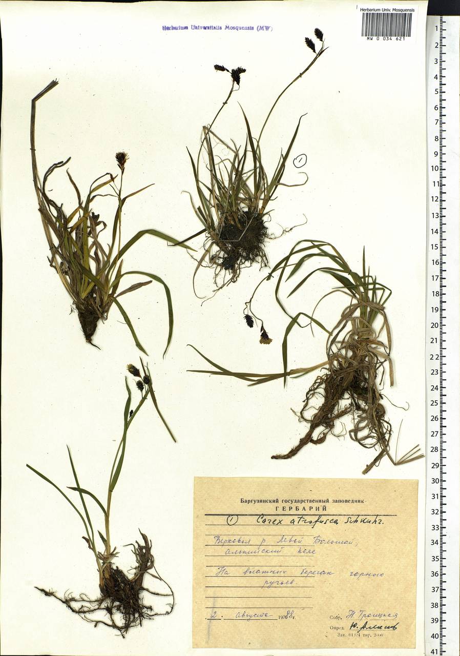 Carex atrofusca Schkuhr, Siberia, Baikal & Transbaikal region (S4) (Russia)