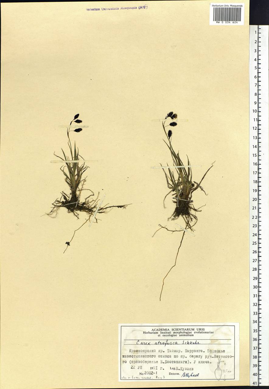 Carex atrofusca Schkuhr, Siberia, Central Siberia (S3) (Russia)