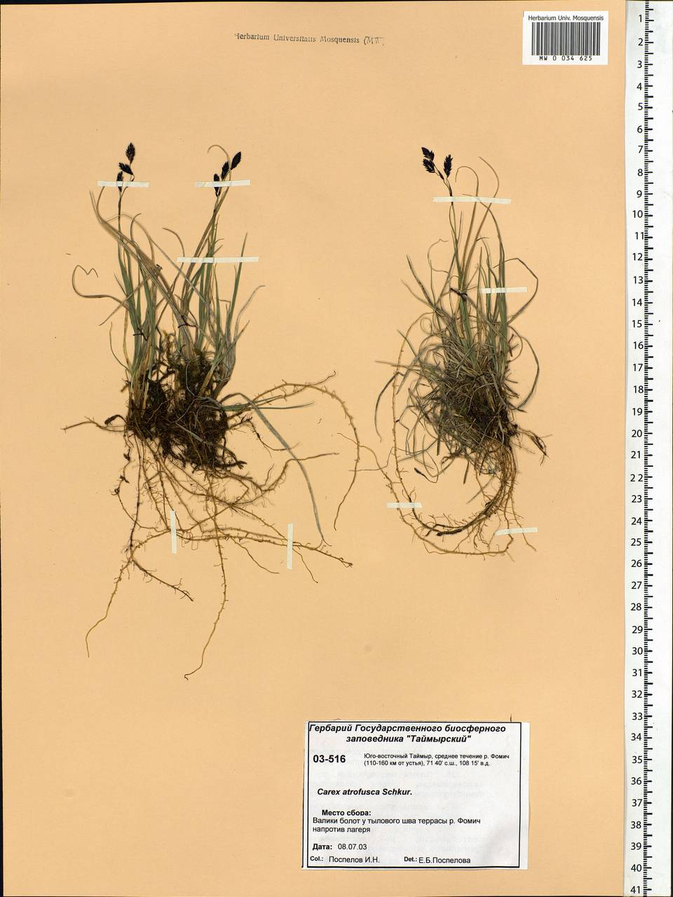 Carex atrofusca Schkuhr, Siberia, Central Siberia (S3) (Russia)