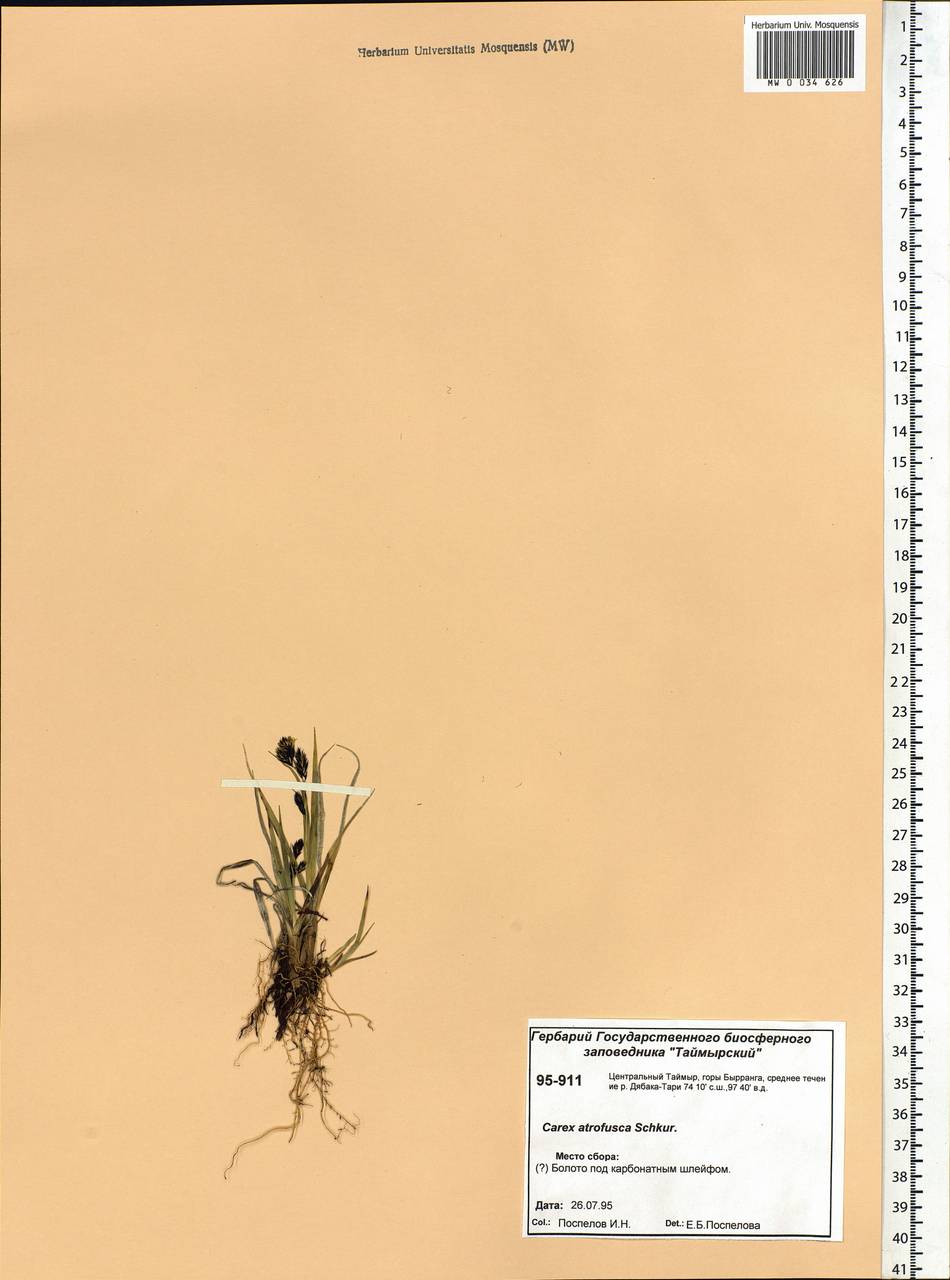 Carex atrofusca Schkuhr, Siberia, Central Siberia (S3) (Russia)