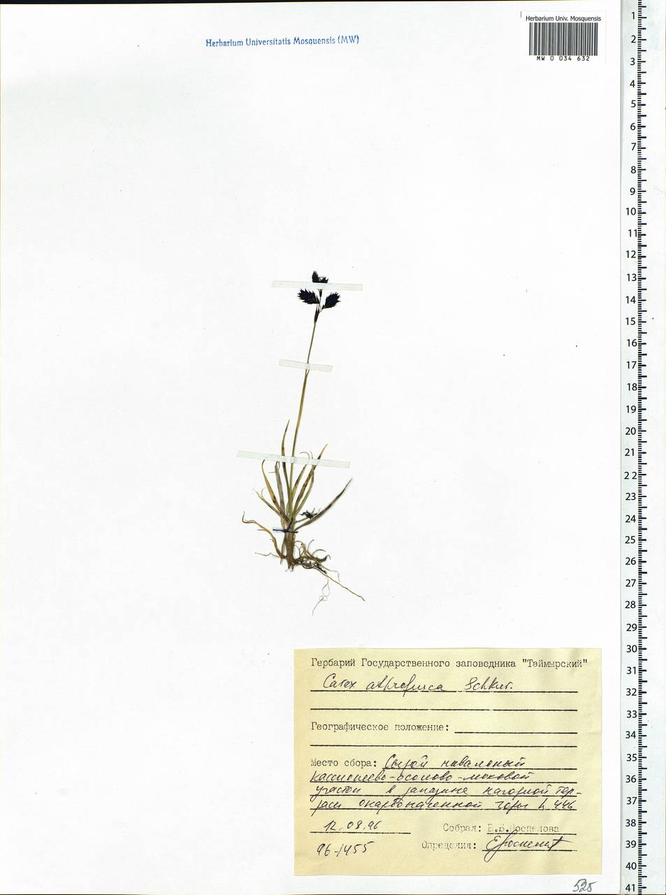 Carex atrofusca Schkuhr, Siberia, Central Siberia (S3) (Russia)