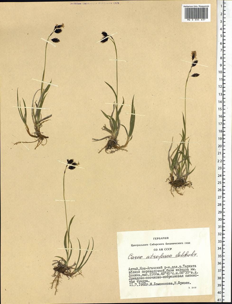 Carex atrofusca Schkuhr, Siberia, Altai & Sayany Mountains (S2) (Russia)