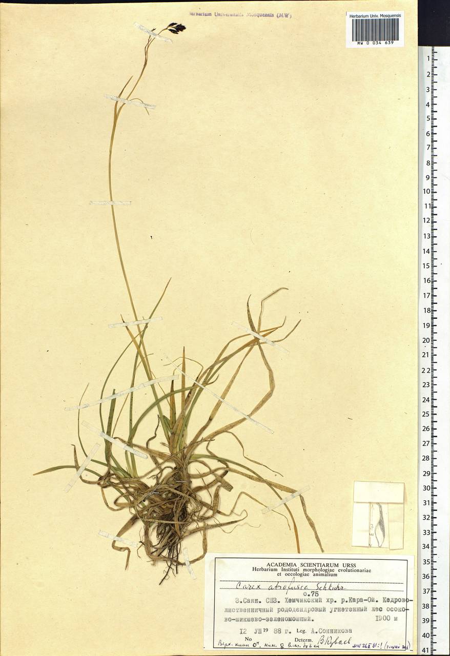 Carex atrofusca Schkuhr, Siberia, Altai & Sayany Mountains (S2) (Russia)
