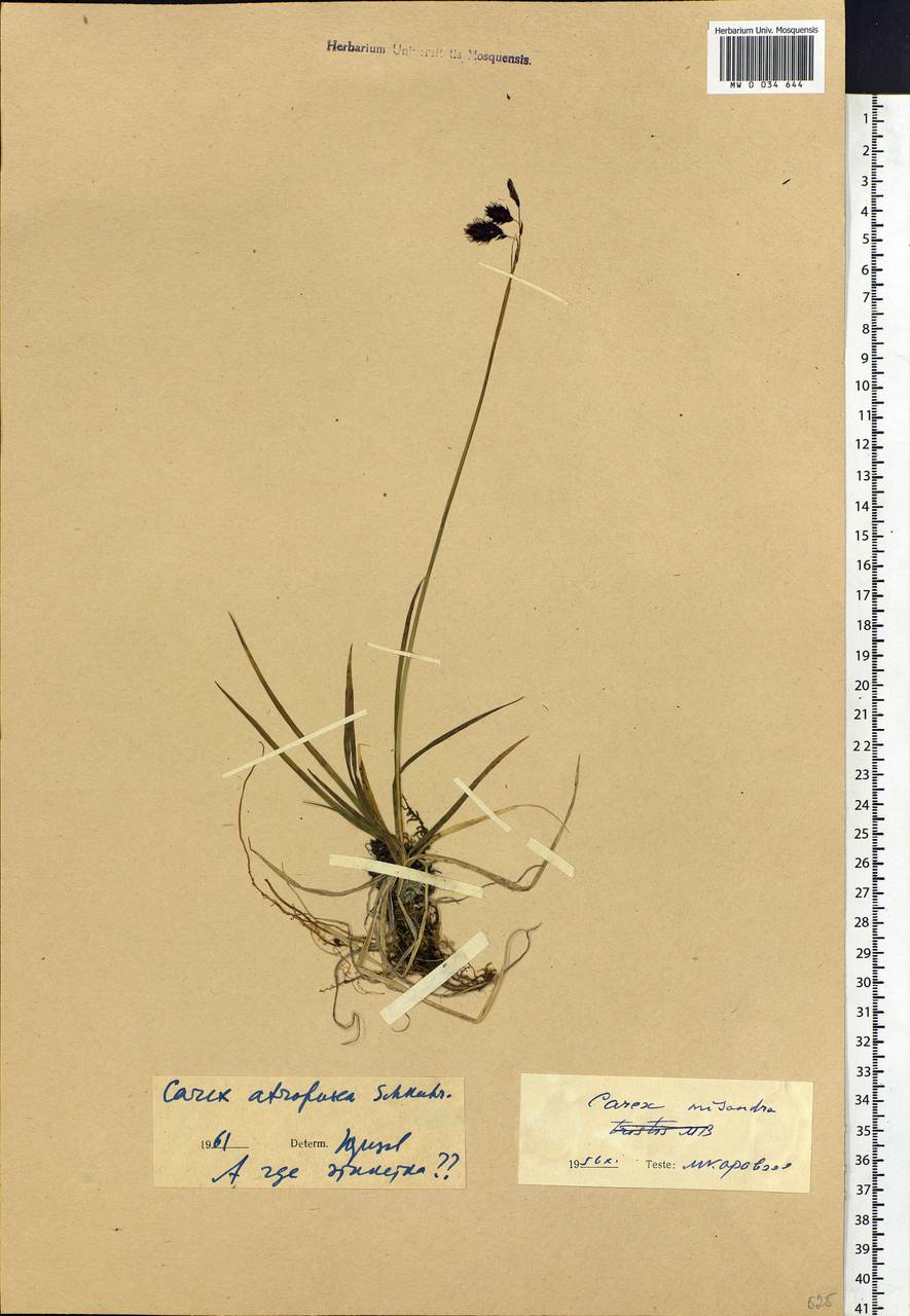 Carex atrofusca Schkuhr, Siberia (no precise locality) (S0) (Russia)