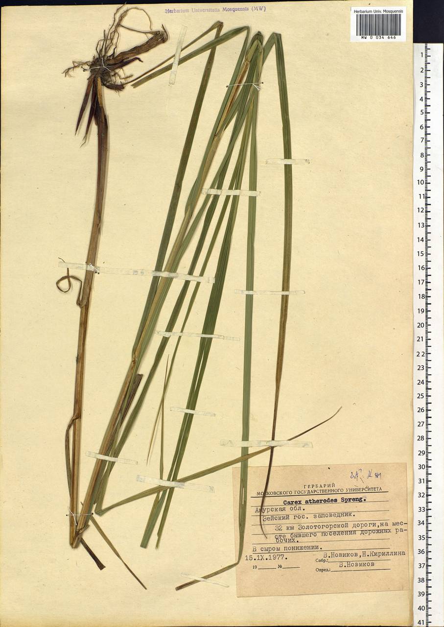 Carex atherodes Spreng., Siberia, Russian Far East (S6) (Russia)