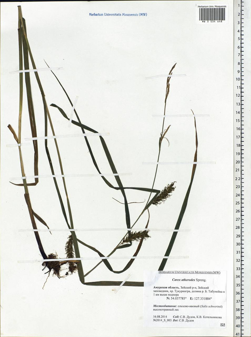 Carex atherodes Spreng., Siberia, Russian Far East (S6) (Russia)