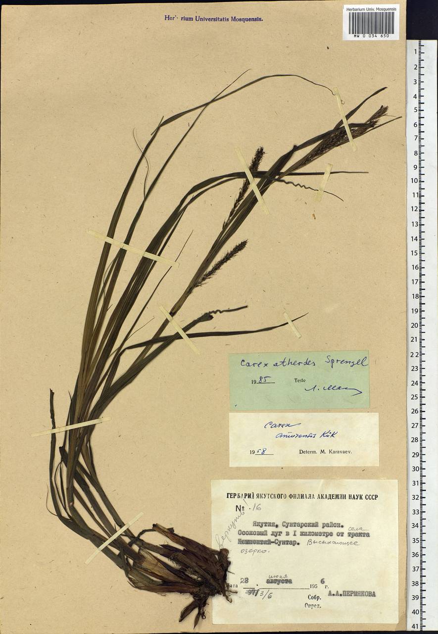 Carex atherodes Spreng., Siberia, Yakutia (S5) (Russia)