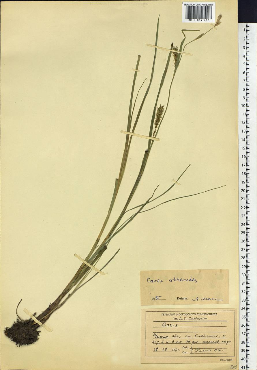 Carex atherodes Spreng., Siberia, Baikal & Transbaikal region (S4) (Russia)