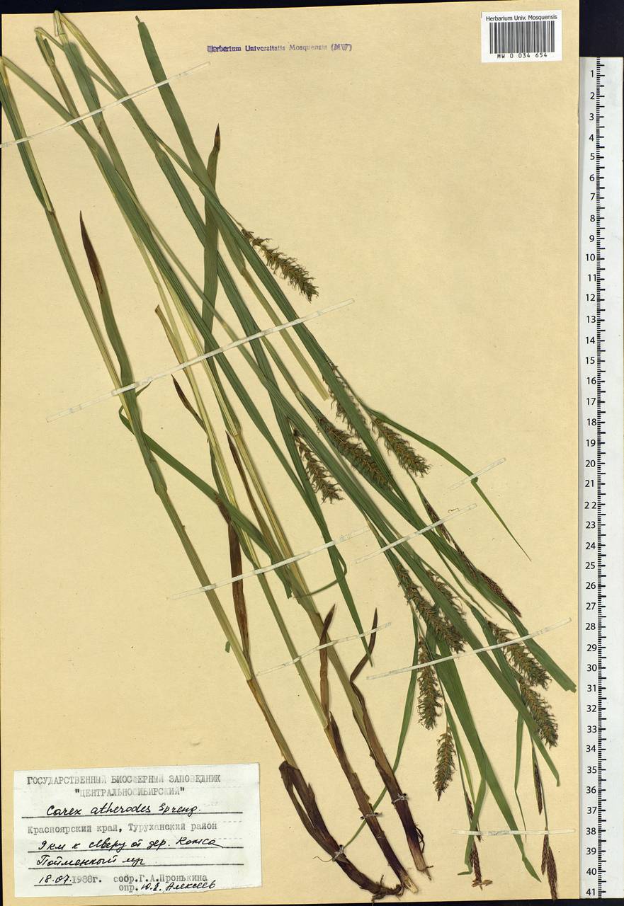 Carex atherodes Spreng., Siberia, Central Siberia (S3) (Russia)