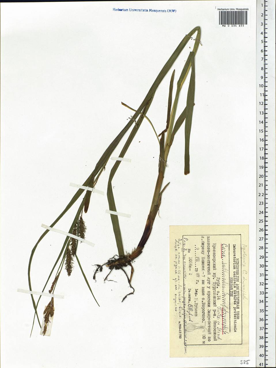 Carex atherodes Spreng., Siberia, Central Siberia (S3) (Russia)