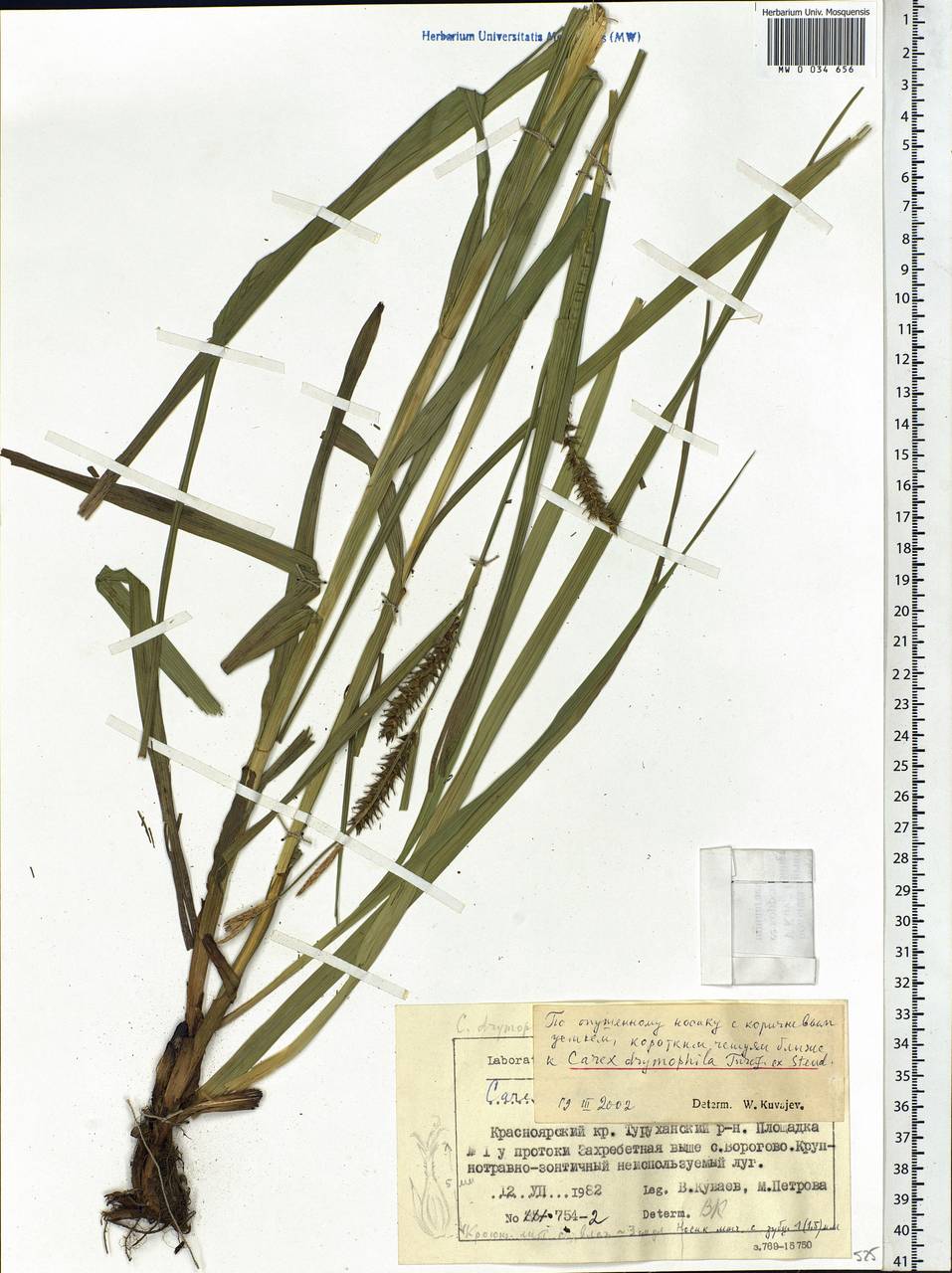 Carex atherodes Spreng., Siberia, Central Siberia (S3) (Russia)