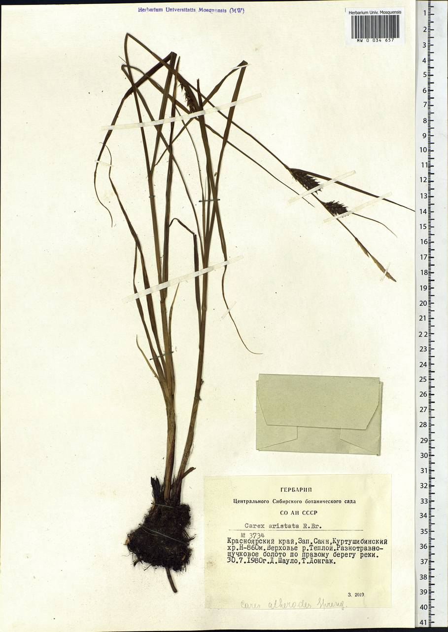 Carex atherodes Spreng., Siberia, Altai & Sayany Mountains (S2) (Russia)