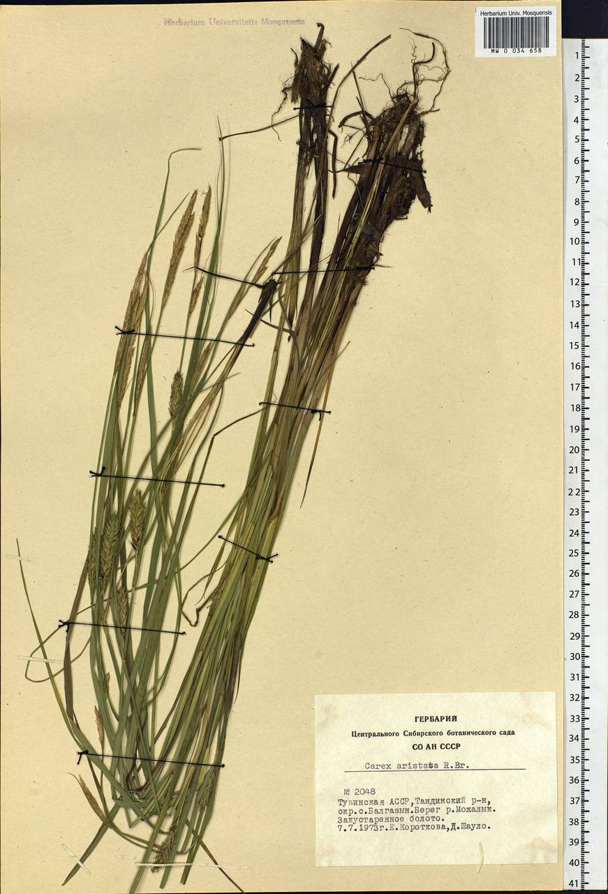 Carex atherodes Spreng., Siberia, Altai & Sayany Mountains (S2) (Russia)