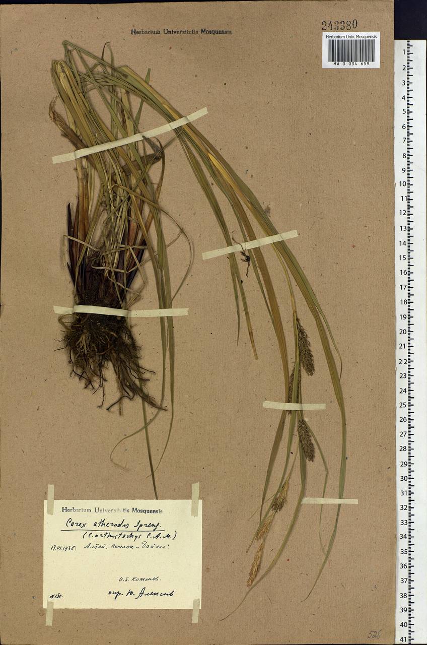 Carex atherodes Spreng., Siberia, Altai & Sayany Mountains (S2) (Russia)