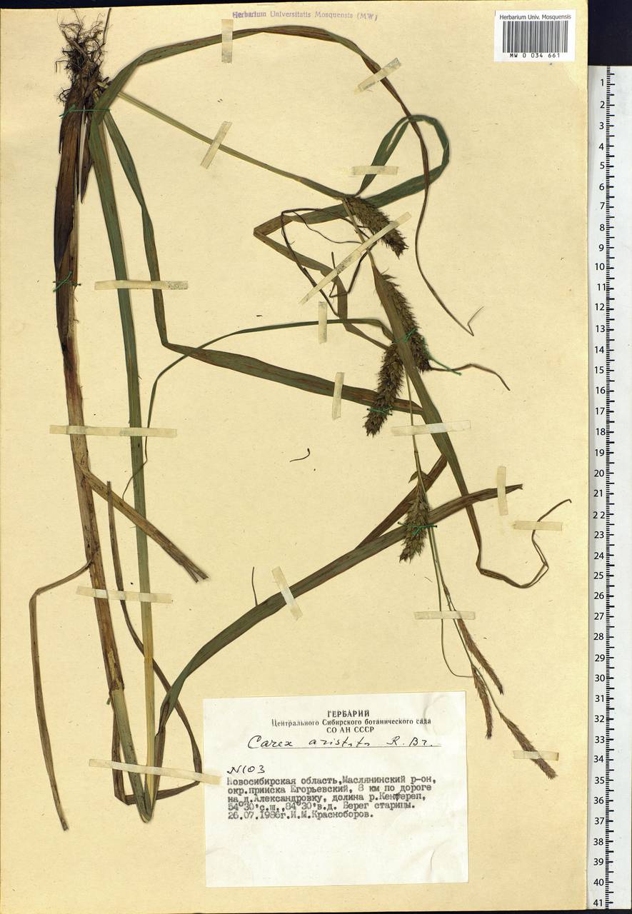 Carex atherodes Spreng., Siberia, Western Siberia (S1) (Russia)