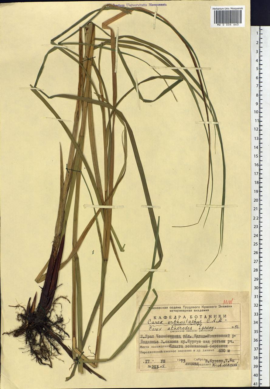 Carex atherodes Spreng., Eastern Europe, Eastern region (E10) (Russia)