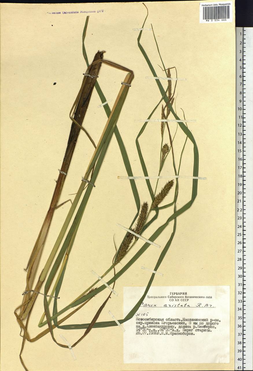 Carex atherodes Spreng., Siberia, Western Siberia (S1) (Russia)