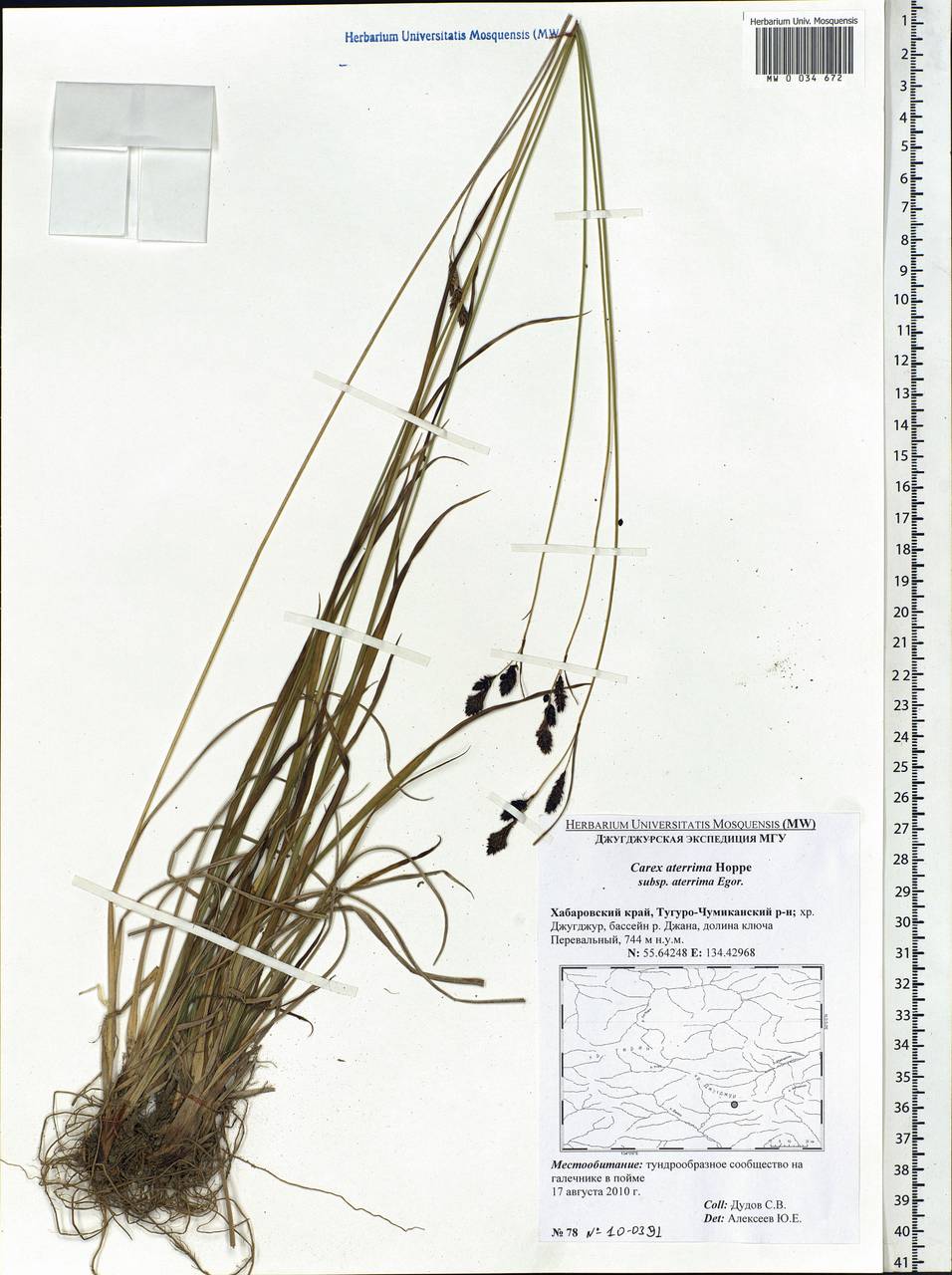 Carex aterrima Hoppe, Siberia, Russian Far East (S6) (Russia)