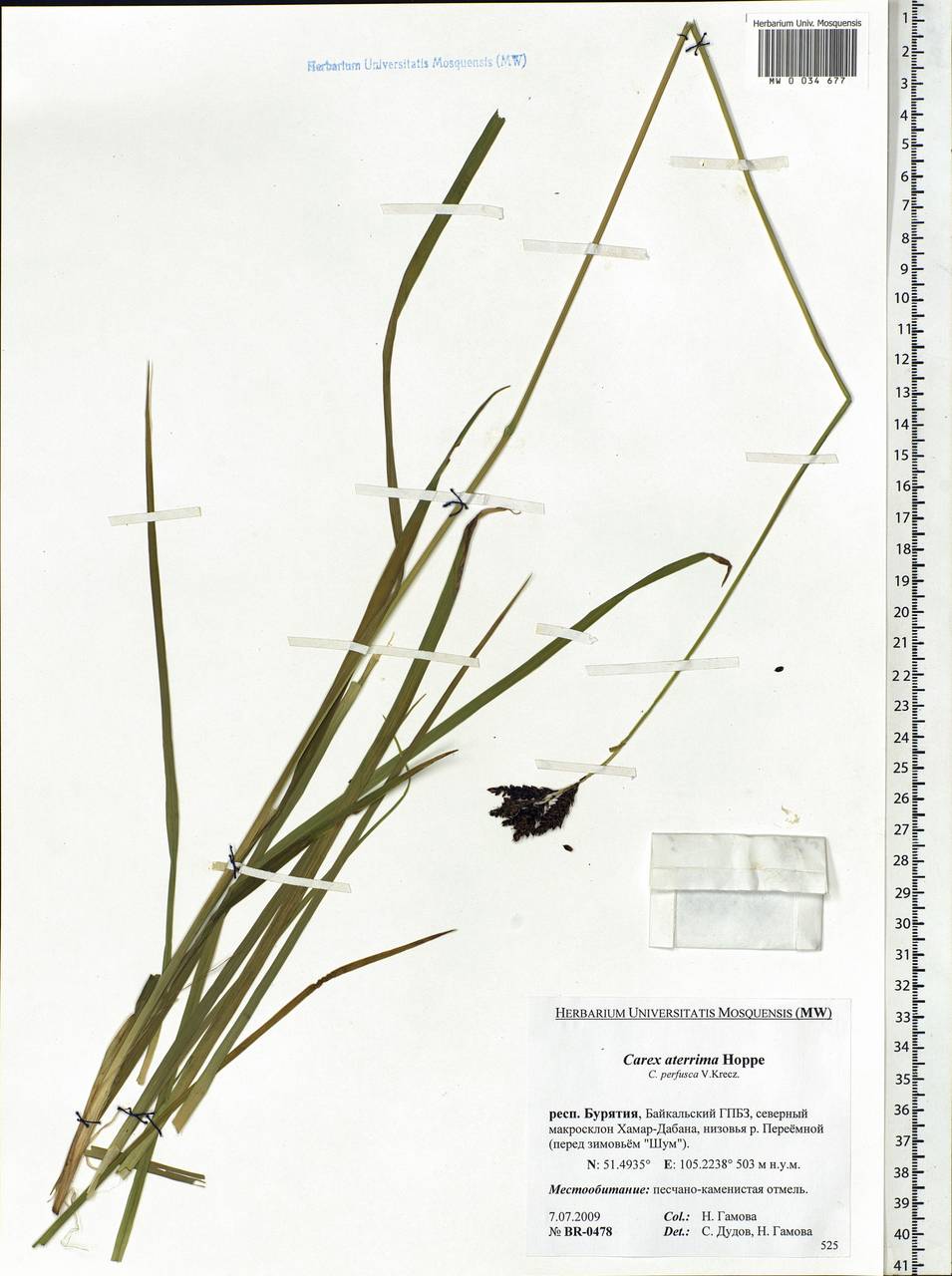 Carex aterrima Hoppe, Siberia, Baikal & Transbaikal region (S4) (Russia)