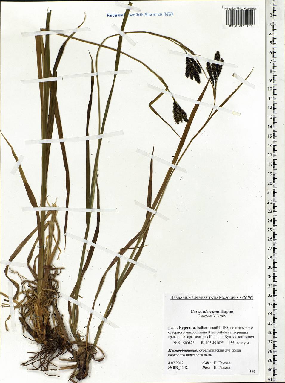 Carex aterrima Hoppe, Siberia, Baikal & Transbaikal region (S4) (Russia)