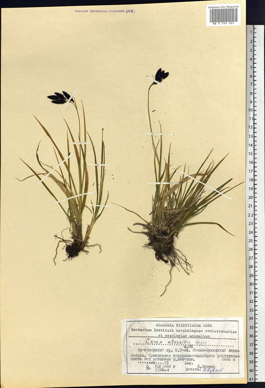 Carex aterrima Hoppe, Siberia, Altai & Sayany Mountains (S2) (Russia)
