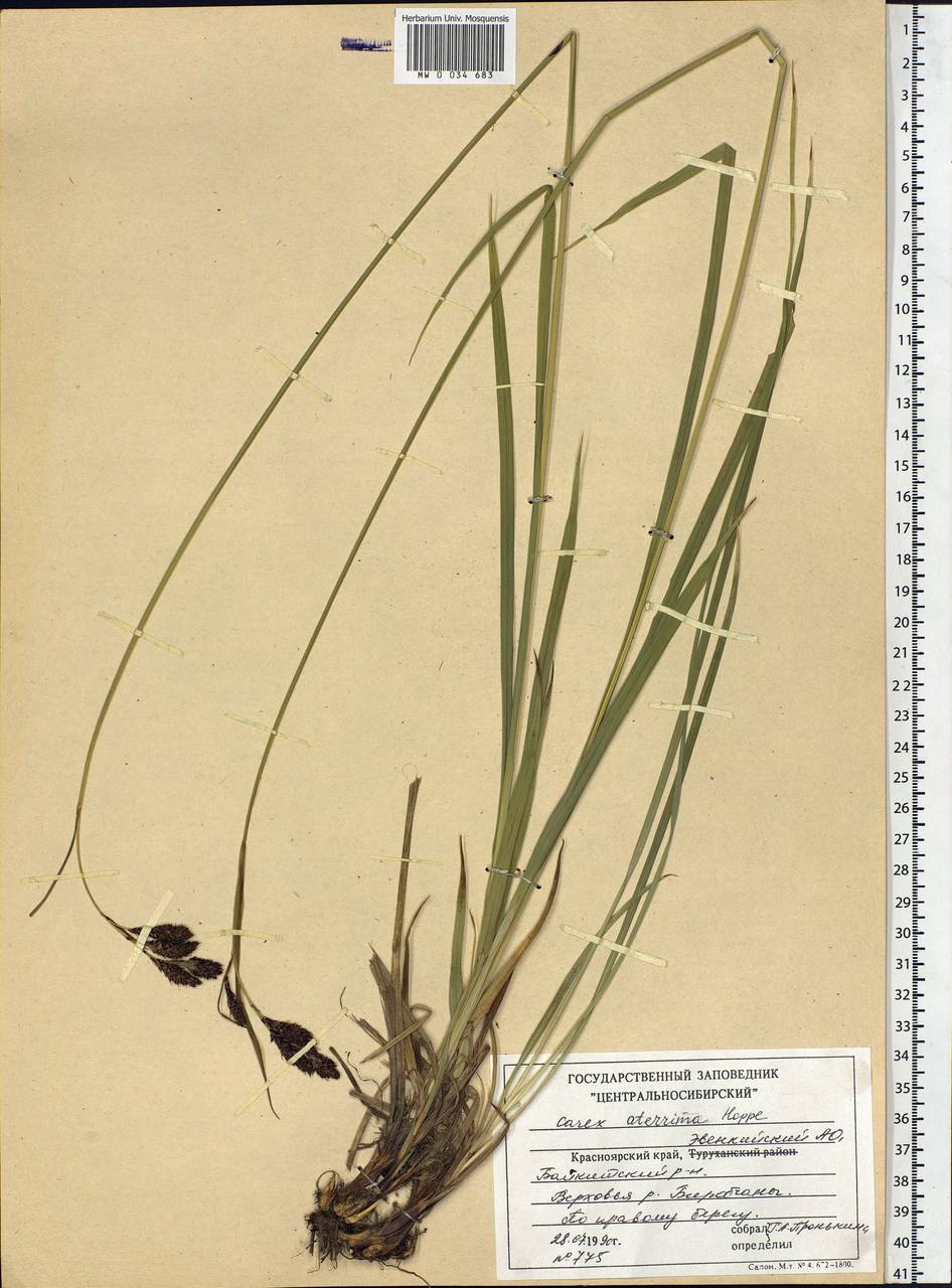 Carex aterrima Hoppe, Siberia, Central Siberia (S3) (Russia)