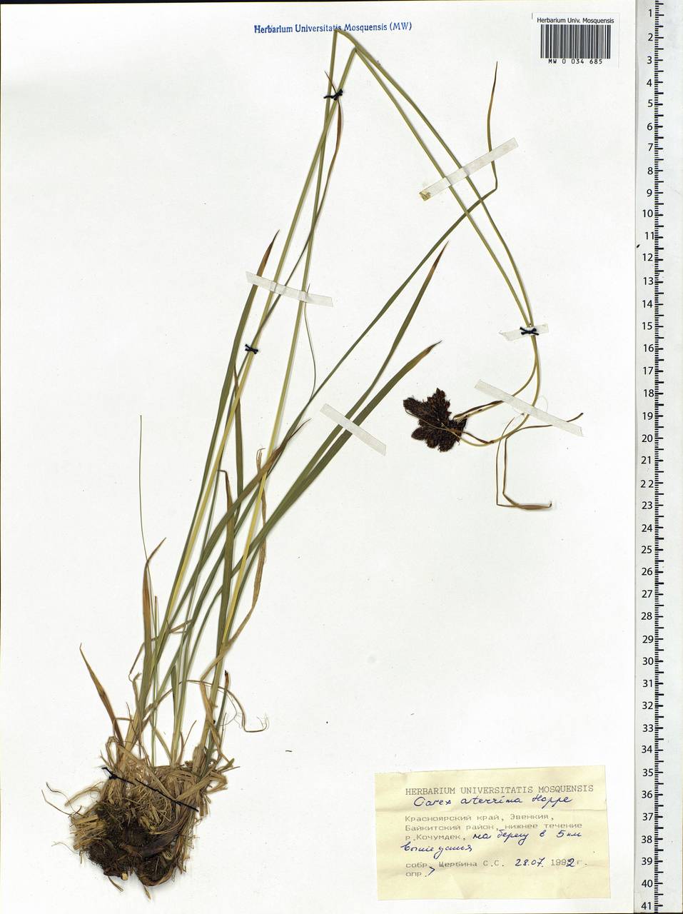 Carex aterrima Hoppe, Siberia, Central Siberia (S3) (Russia)