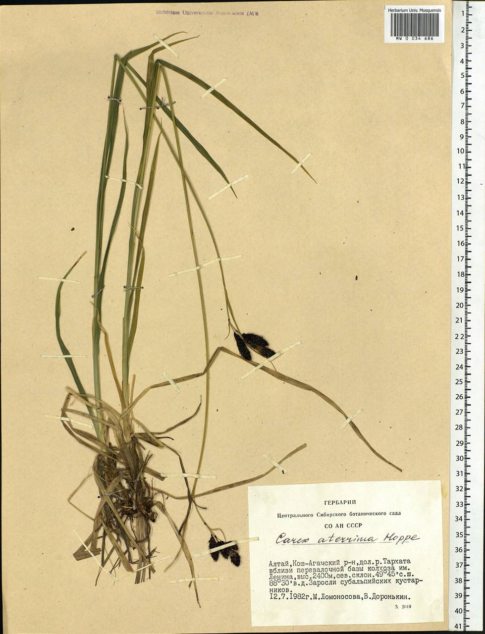 Carex aterrima Hoppe, Siberia, Altai & Sayany Mountains (S2) (Russia)